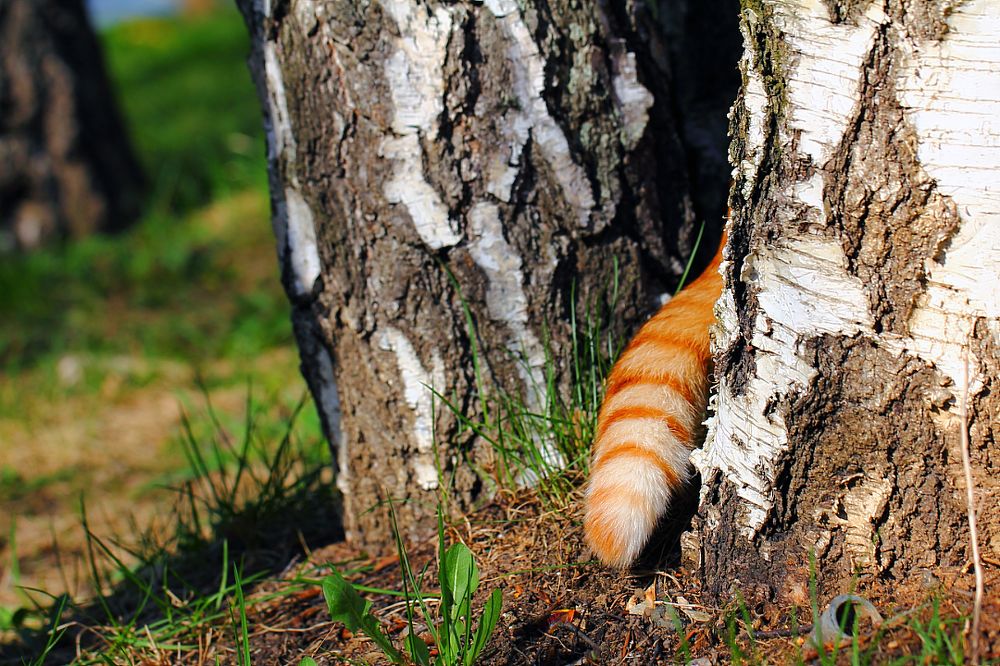 Кто не спрятался - я не виноват!...
