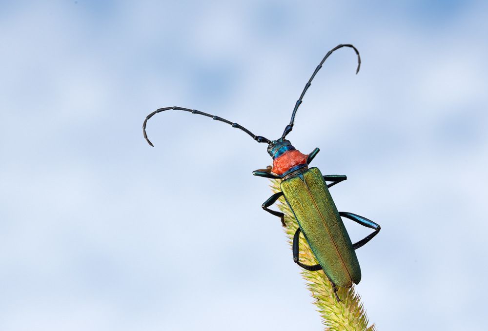 Готовясь ко сну (Getting ready for sleep)