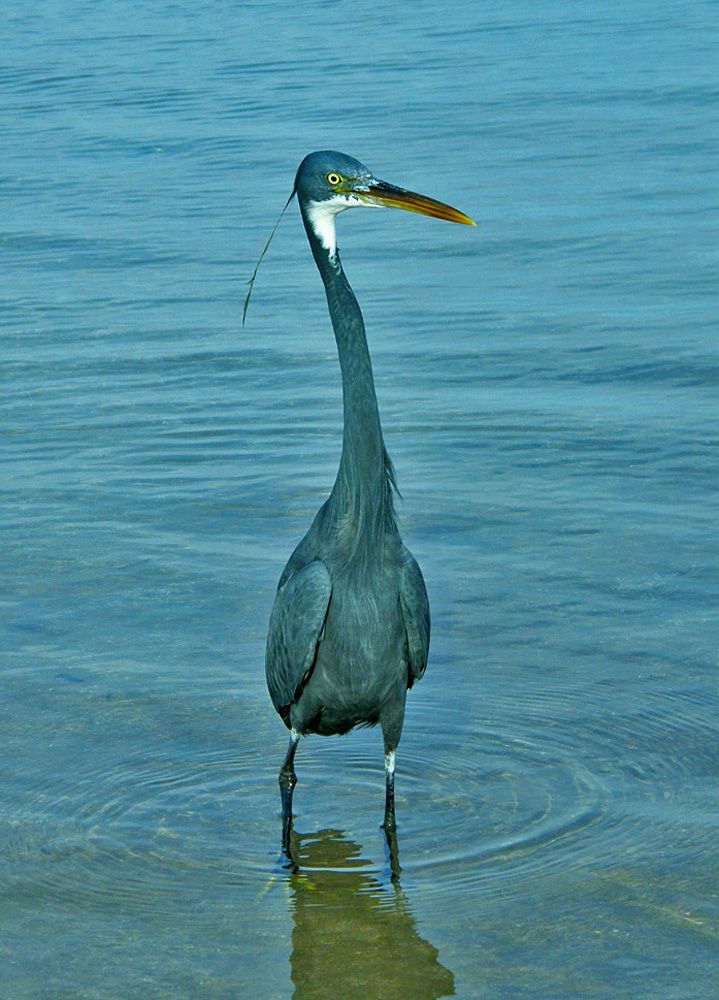 blue heron