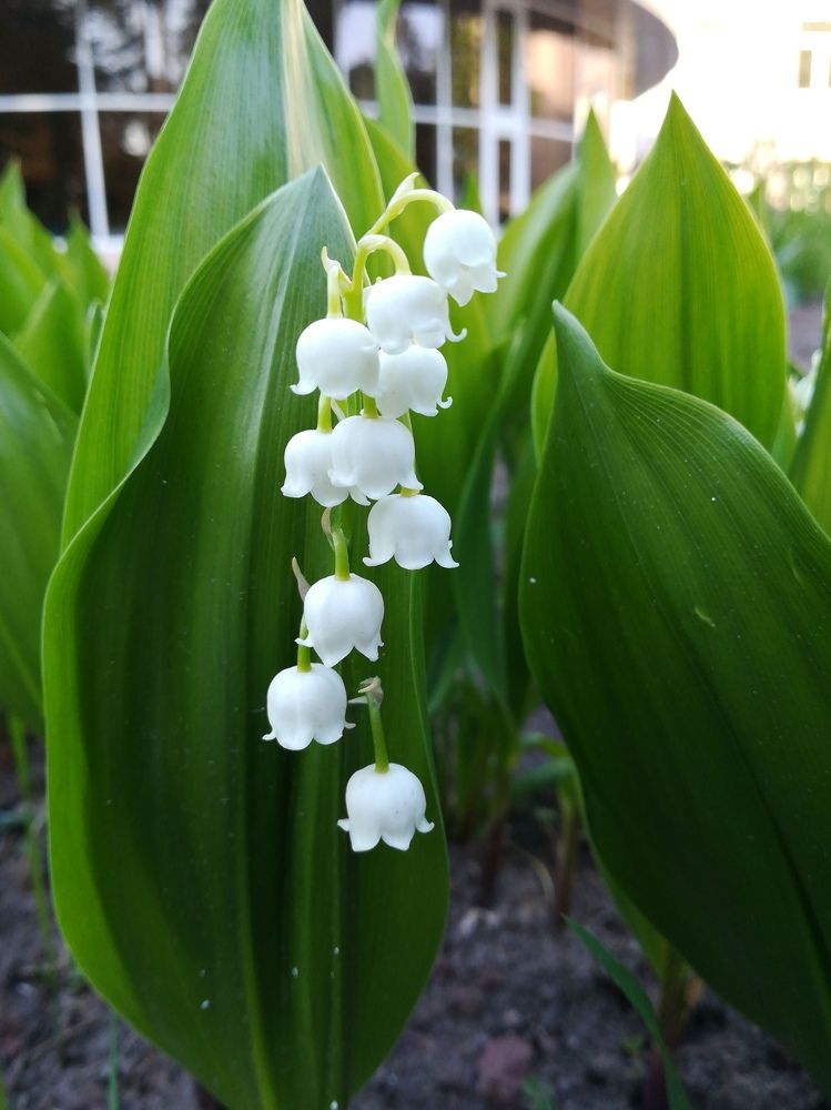 Магия белого