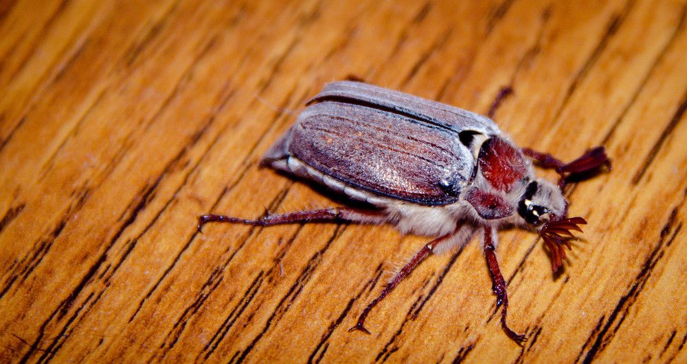 Photograph by Kirill Koshed