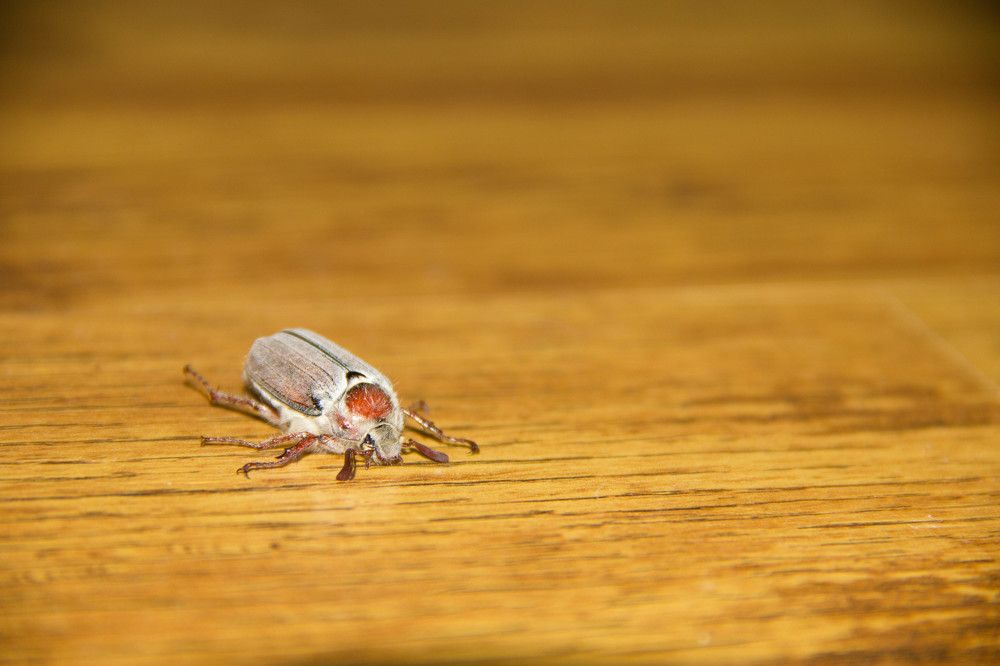 Photograph by Kirill Koshed