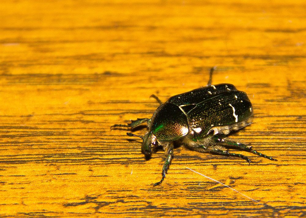 Photograph by Kirill Koshed