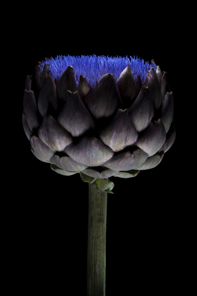 Artichoke