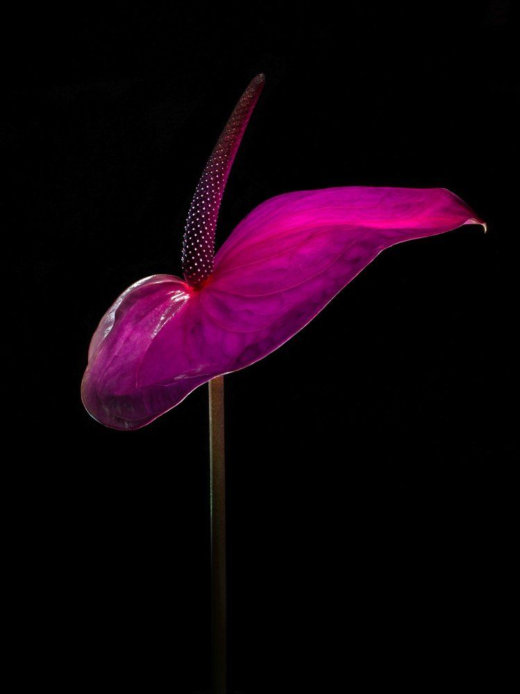 Anthurium