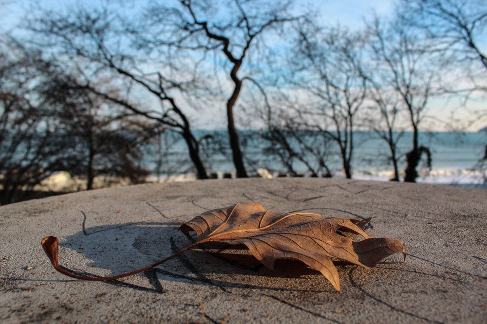 Autumn leaf