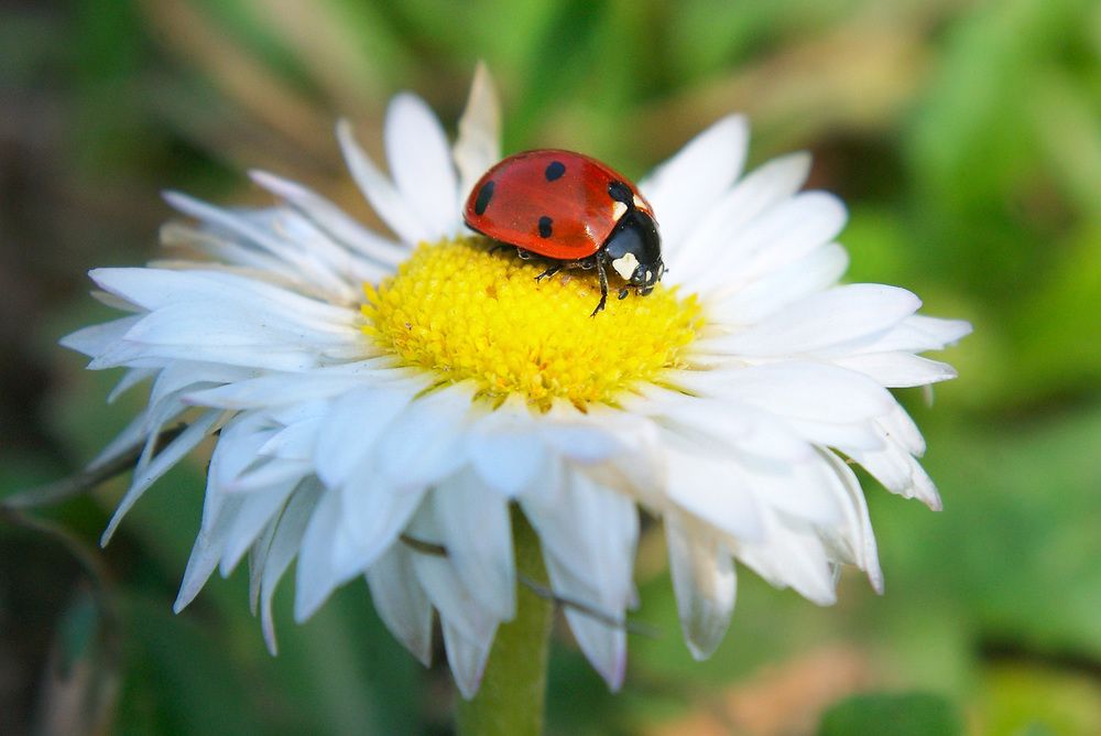 Божья коровка