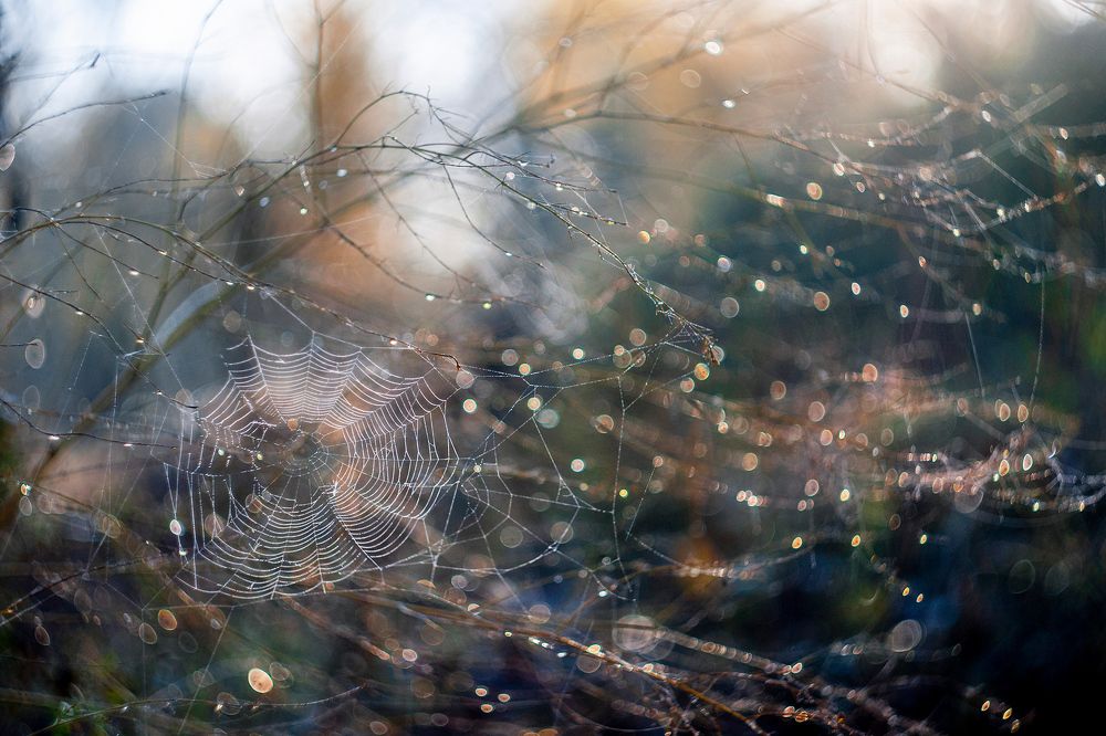 Утренняя паутинка