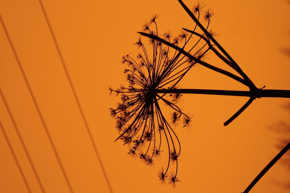 Photograph by Мария Ковалевская