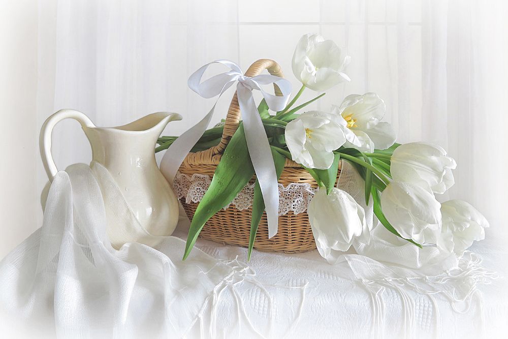 Белые тюльпаны