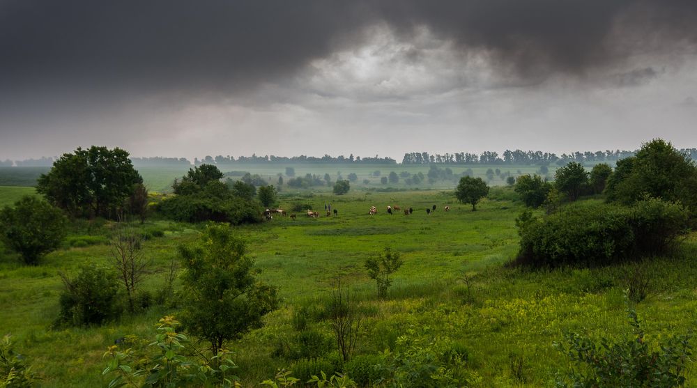 На лугу пасутся Ко...