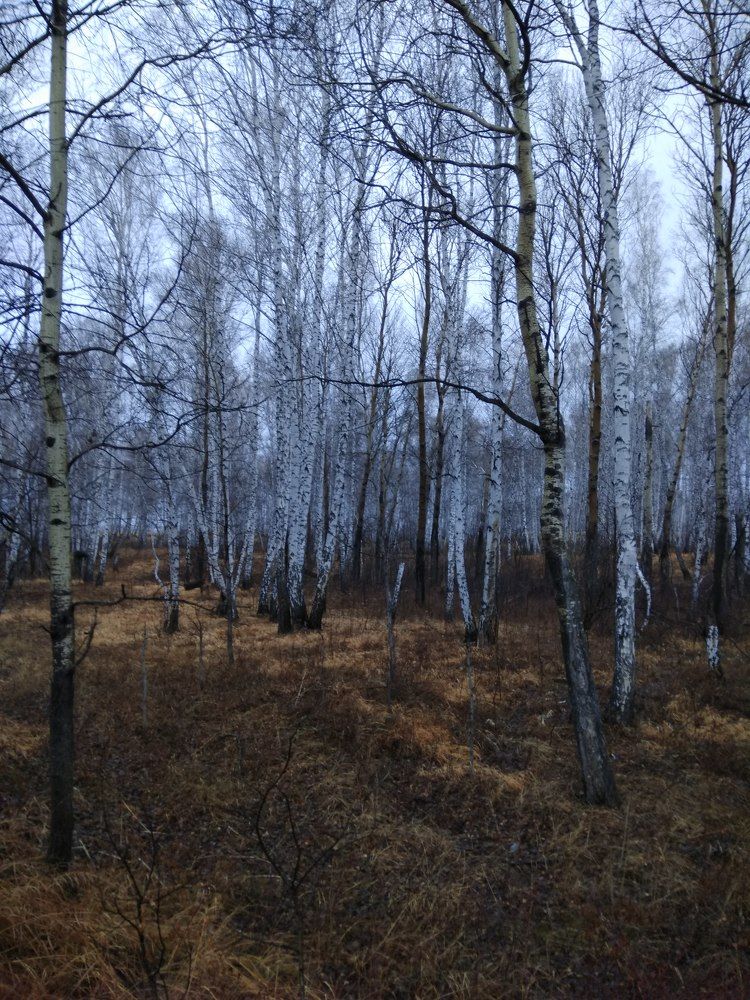 Березовая роща