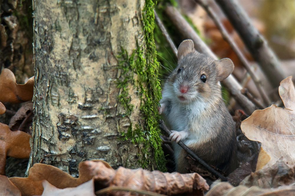 Одинокий странник