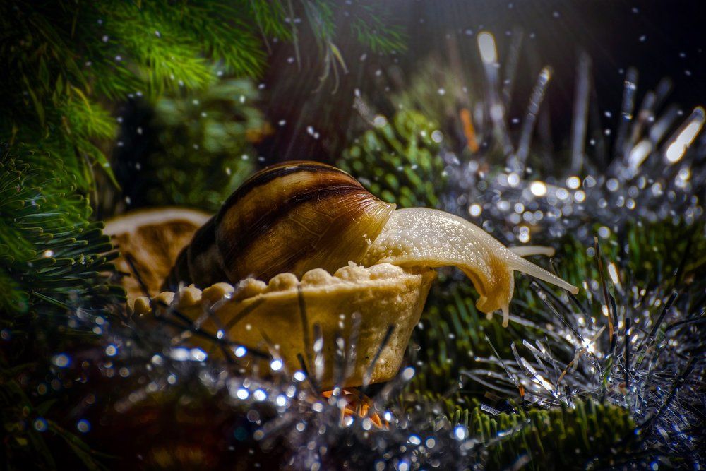 Ахатина фулика