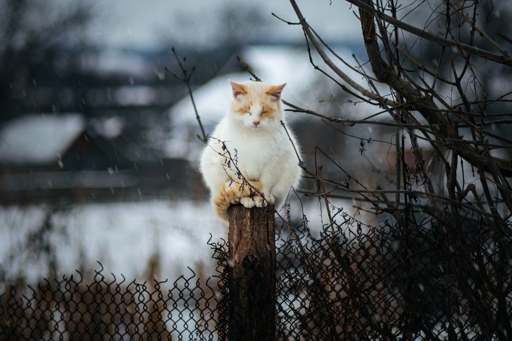 Winter Meditation (Зимняя Медитация)