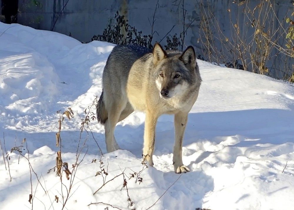 Серый на белом.