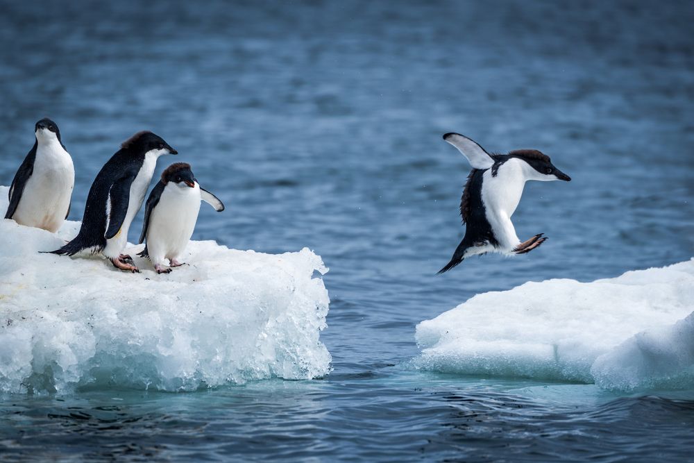Adelie penguin jumping between two ice floes