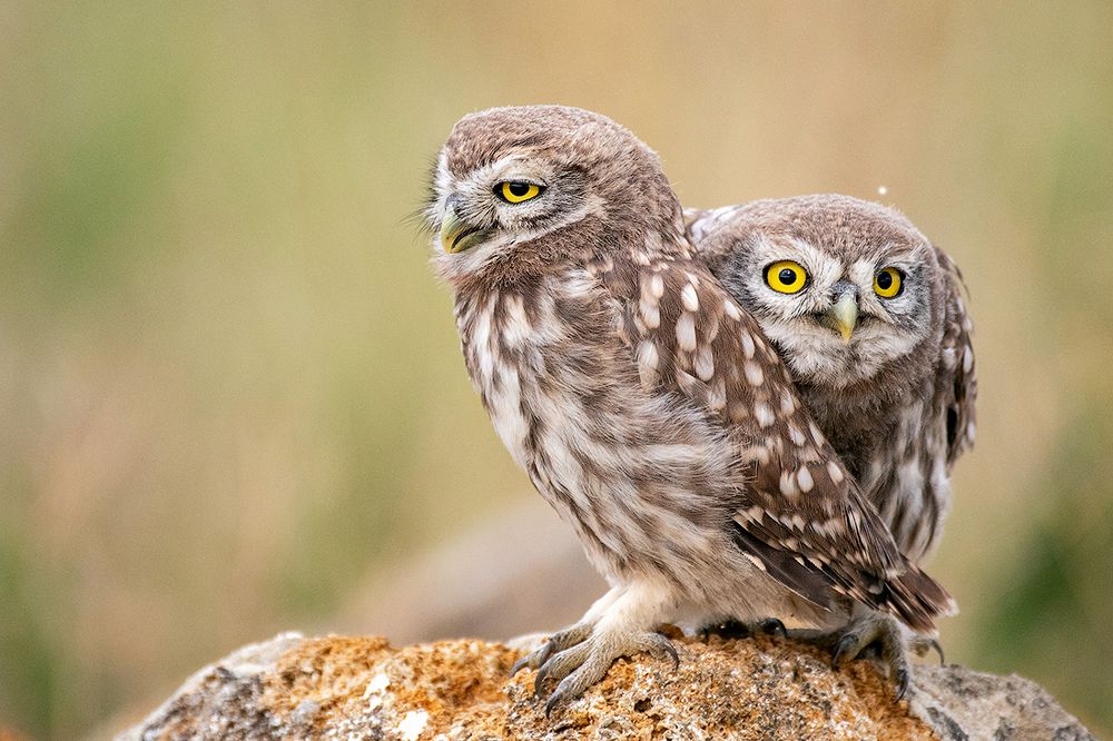 Домовые сычи