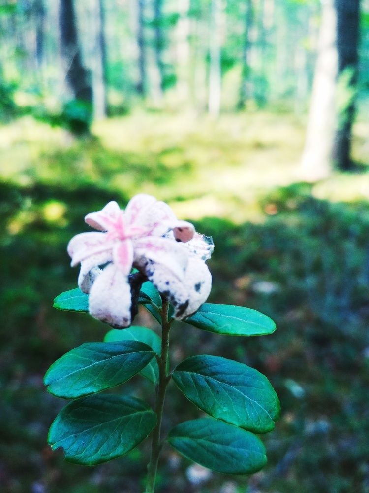 Цветок