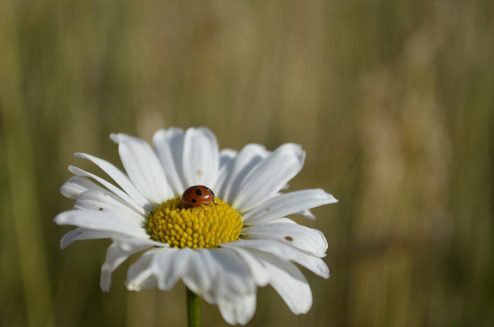 божья коровка