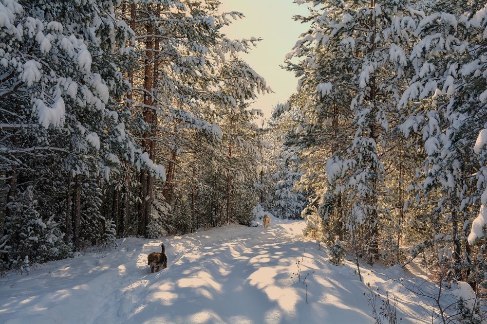 Little dogs and snow forest