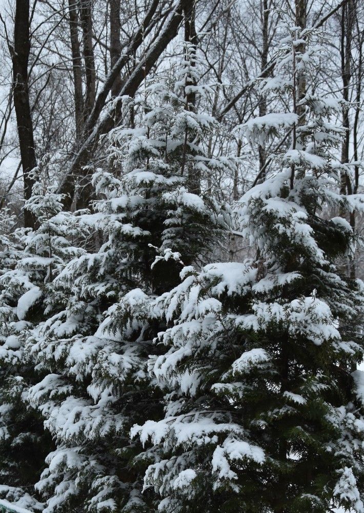 Наш парк. Ярославль.