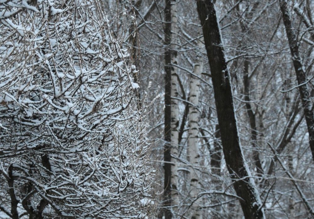 Парк у дома. Ярославль.