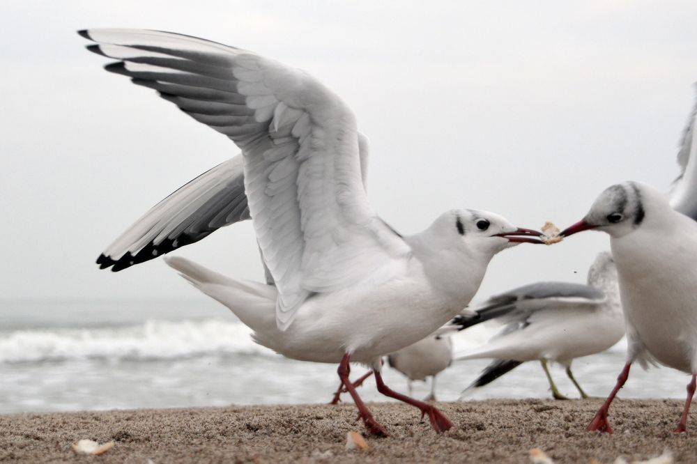 Вечно голодные...