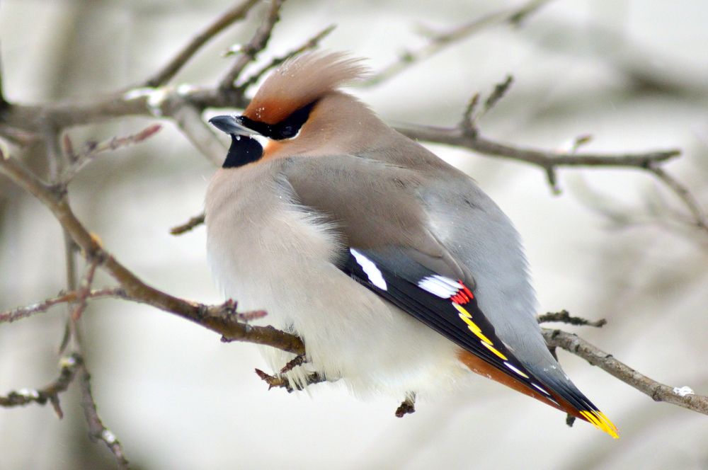 Photograph by Виктор Печищев