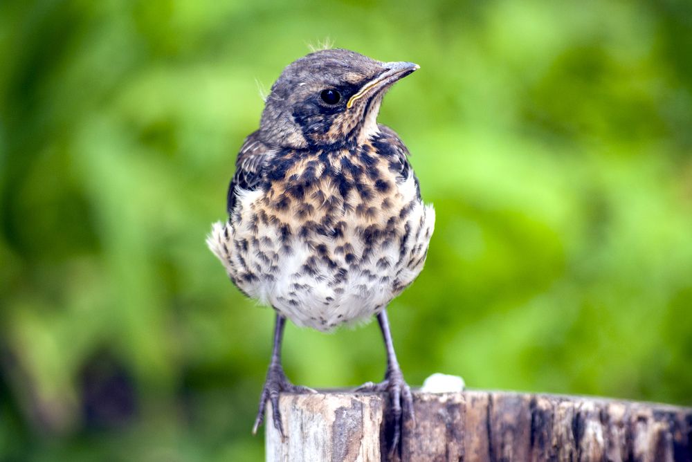 Photograph by Виктор Печищев