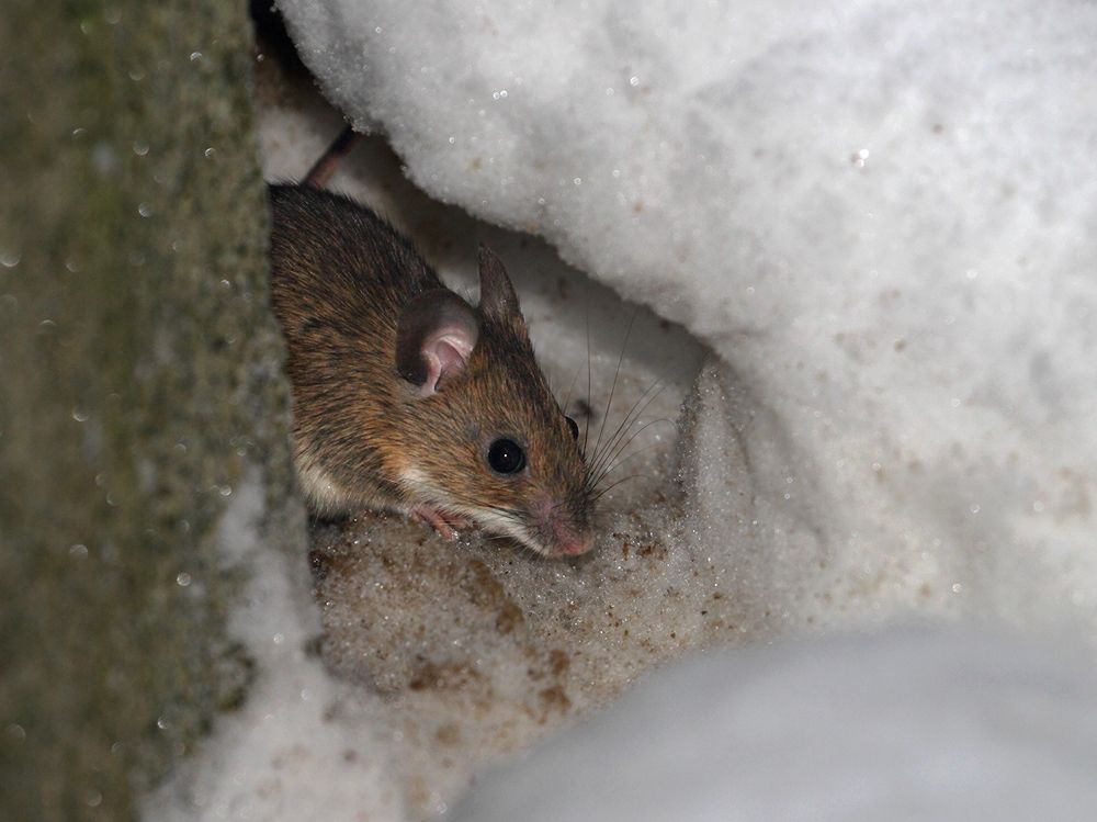 Мой дом - моя крепость!