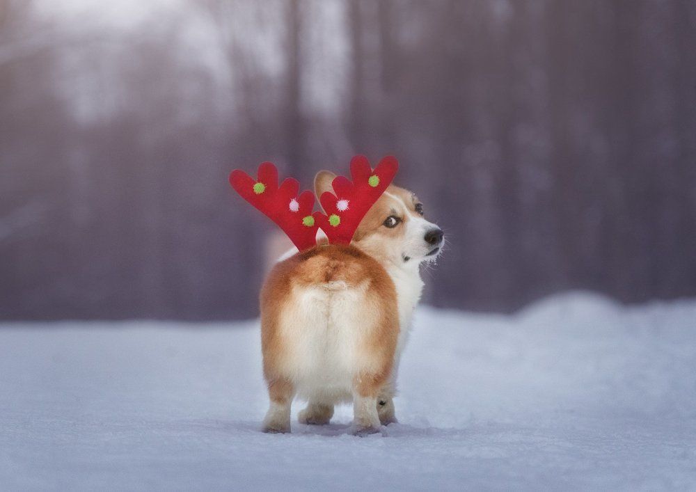 Новый Год на носу