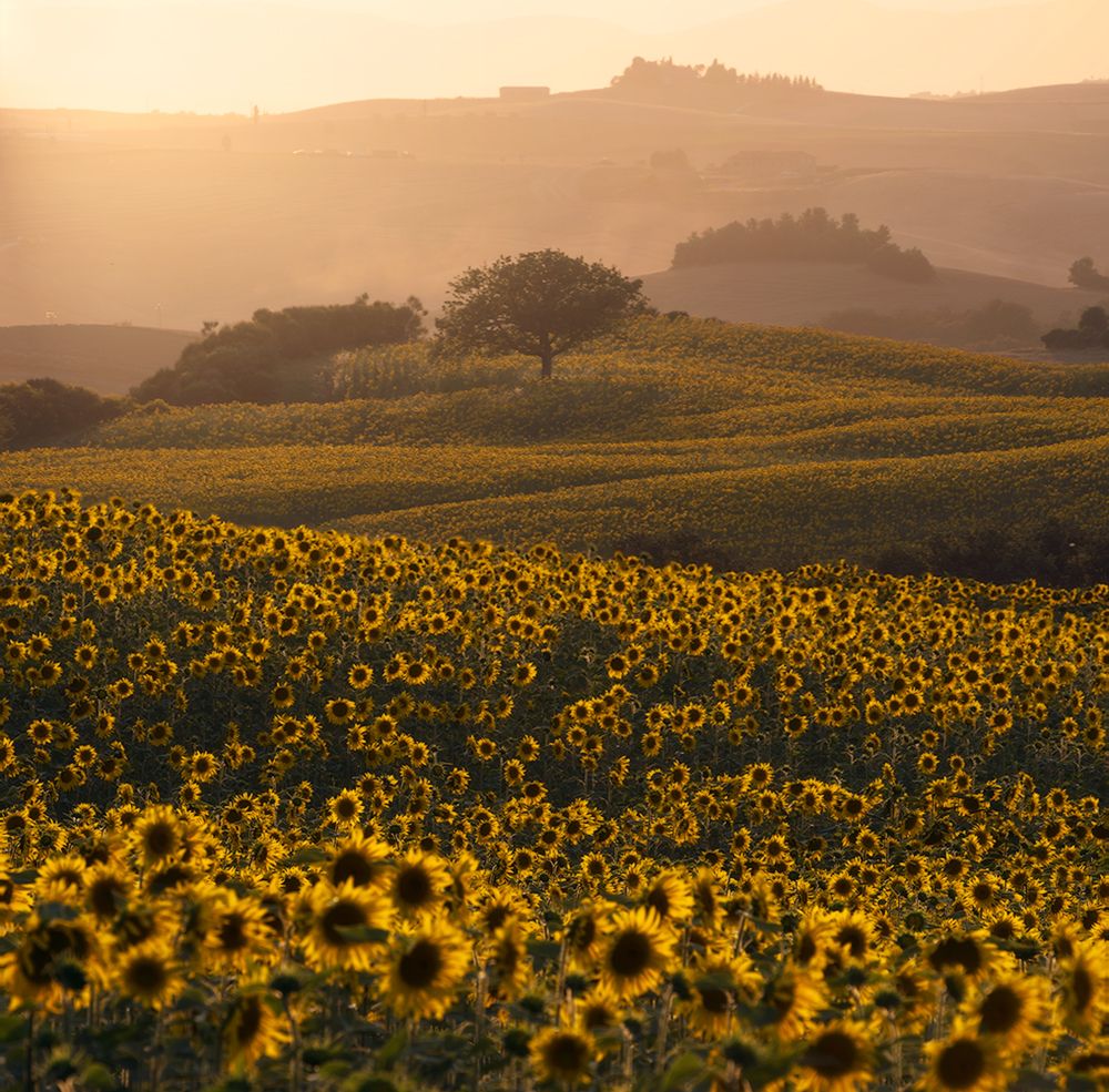 Surrounded by Sunflower