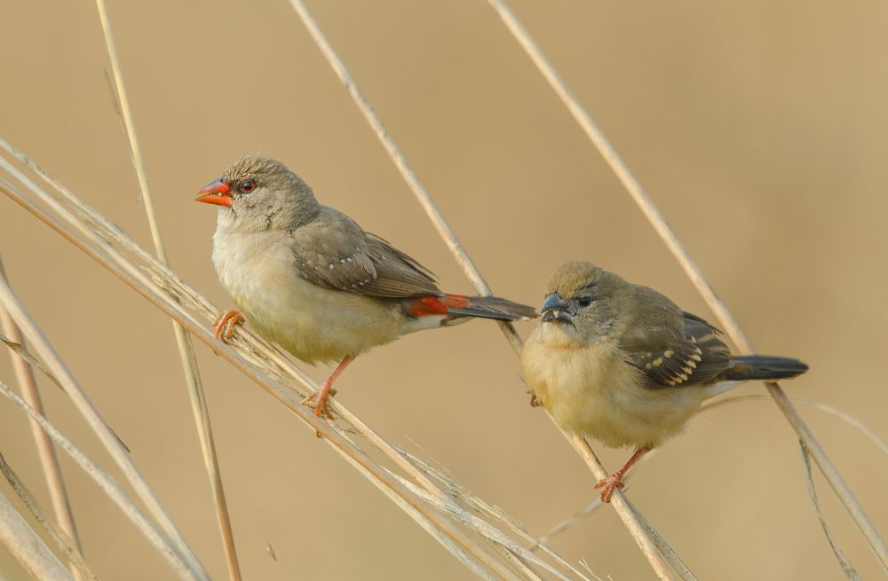 Two Birds