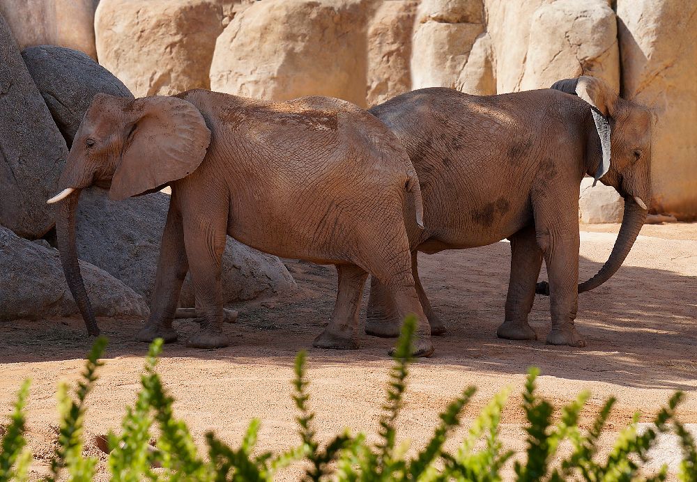 Тянитолкай.