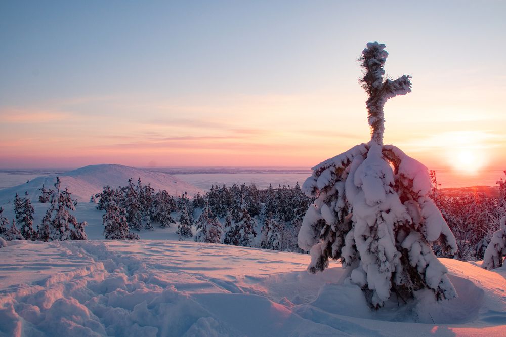 Лесным утром