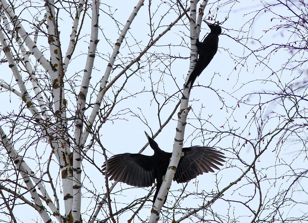 Серенада для любимой