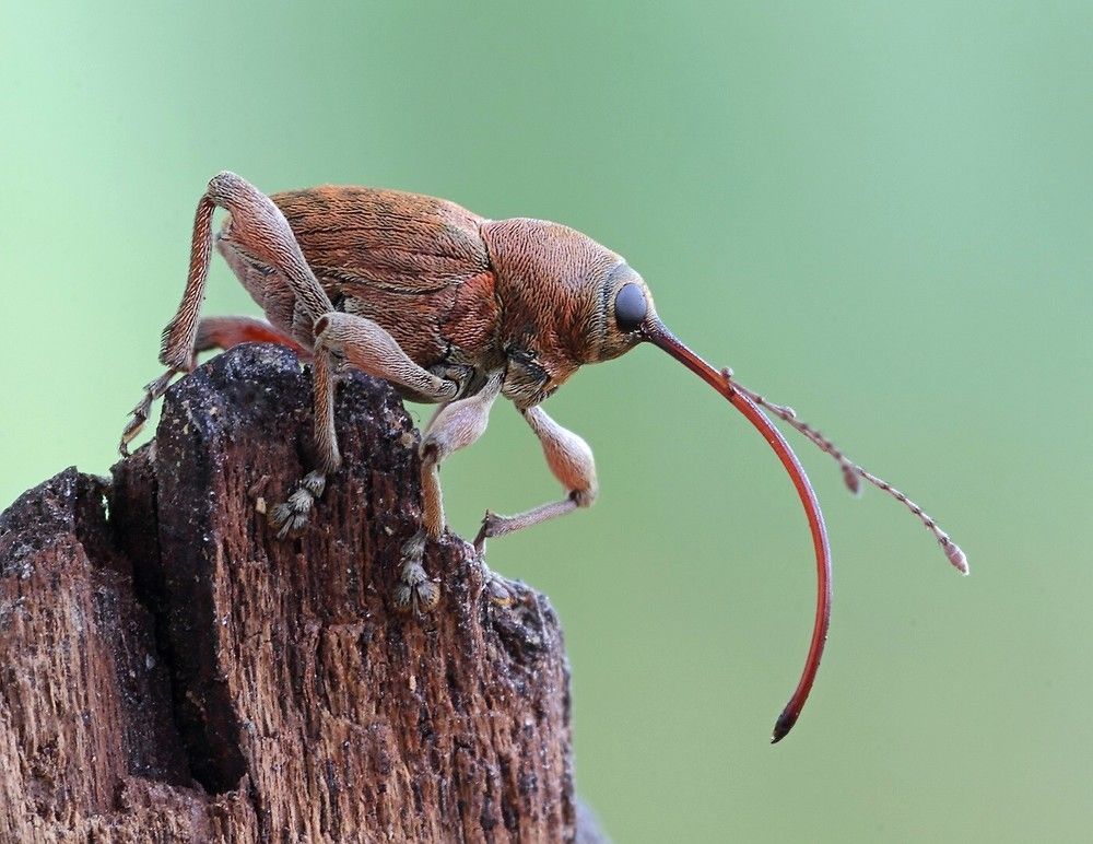 Долгоносик ореховый.