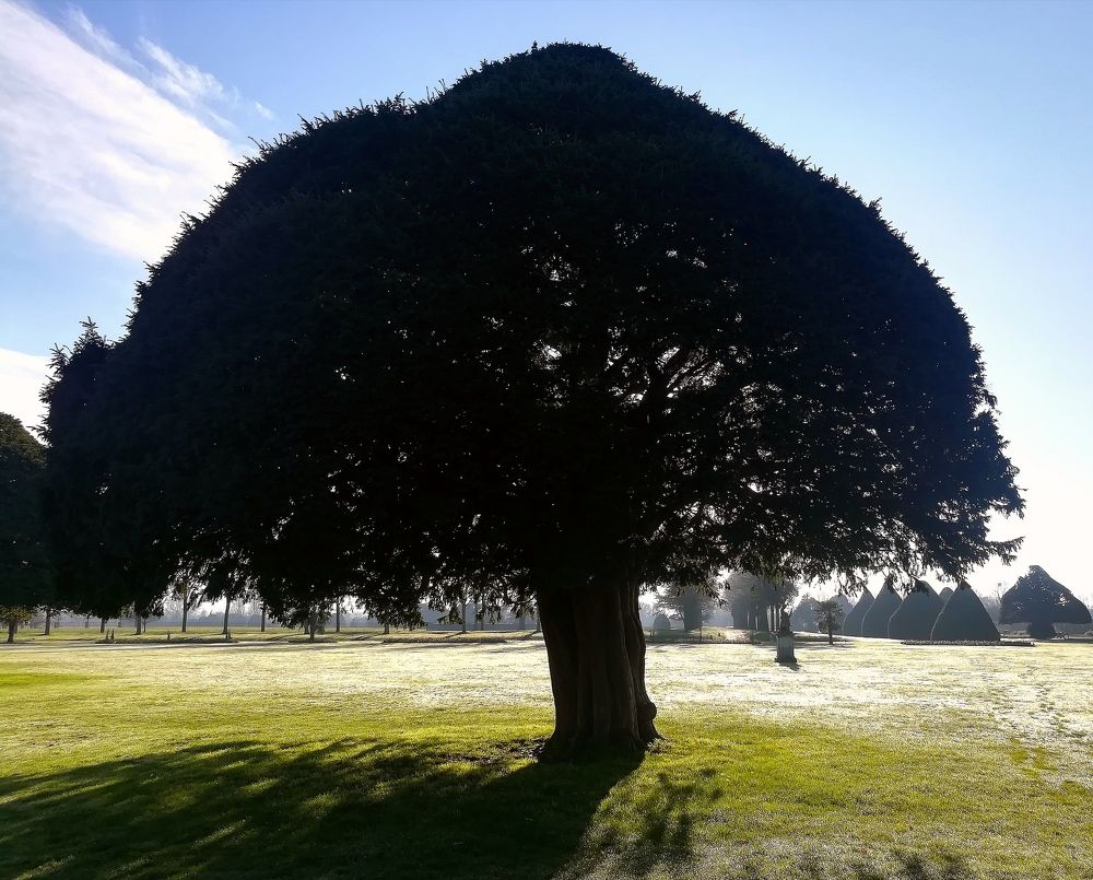 Carden in Hampton Court