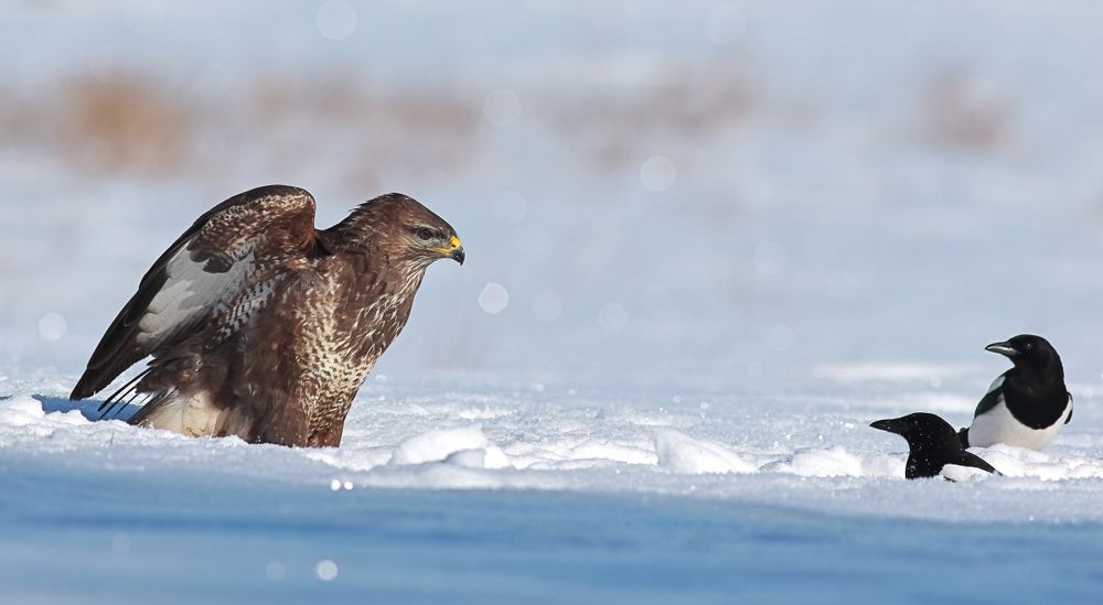 Визуальная риторика