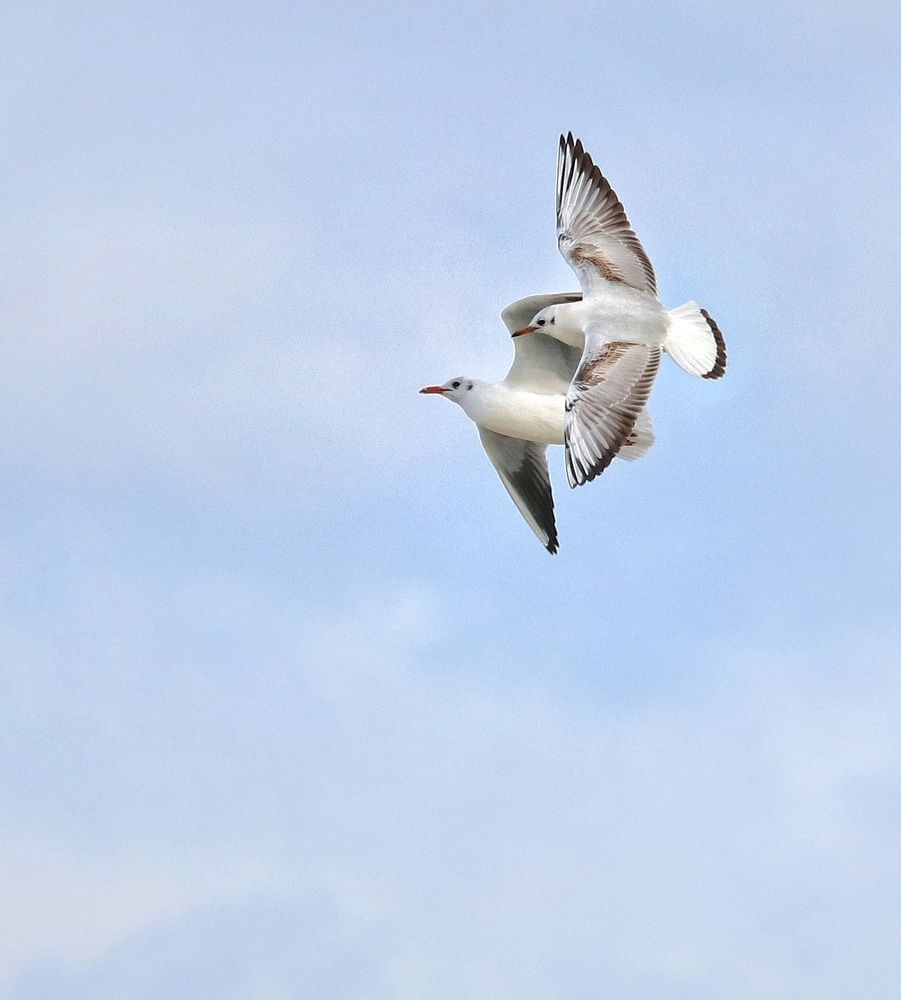 Keeping her under his wings