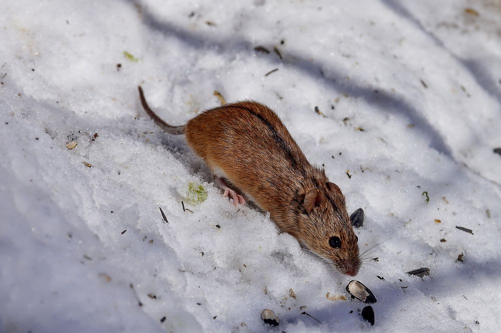 Фотография автора Олег Набровенков