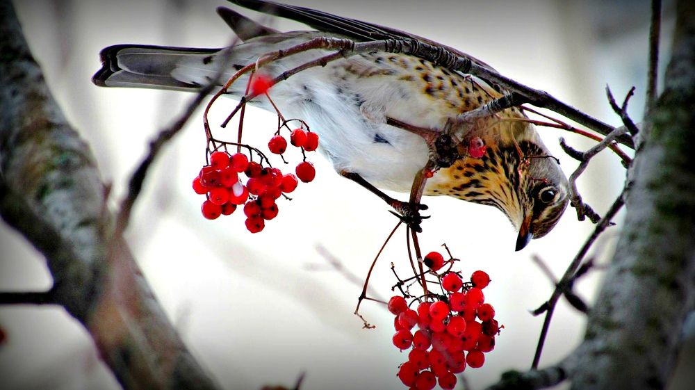 Дрозд-рябинник.