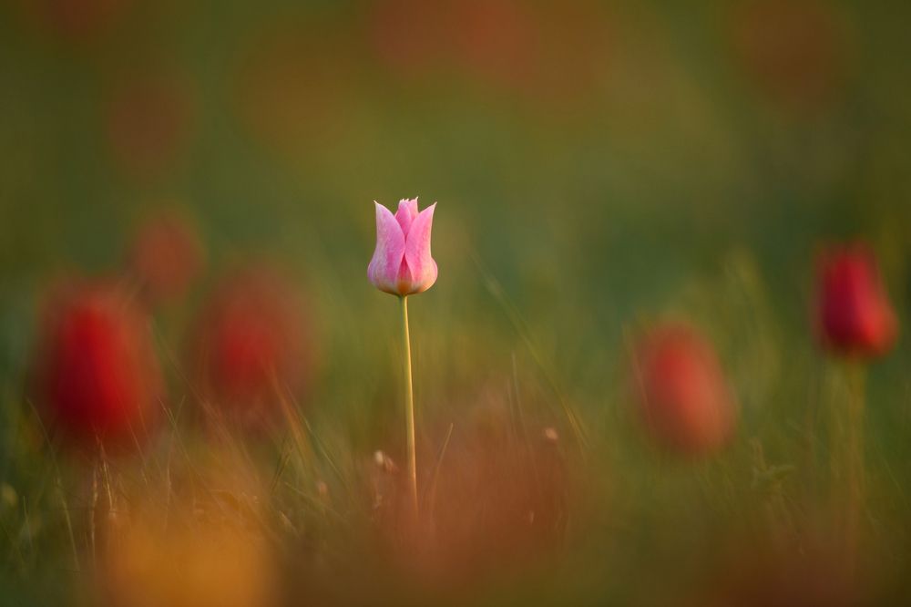 Утро ДИКОГО ТЮЛЬПАНА