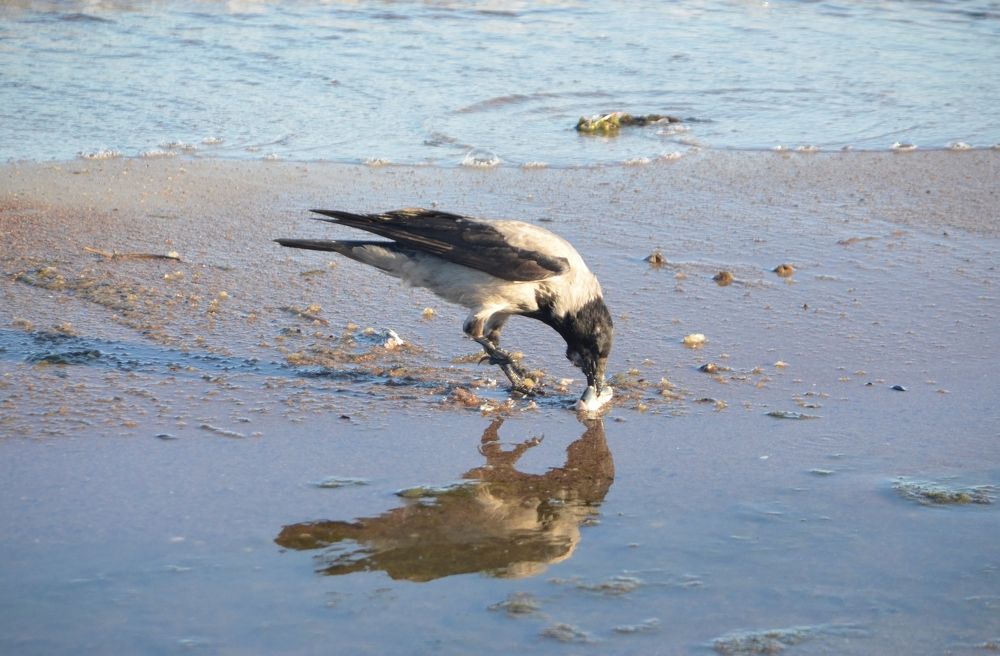 Photograph by Galina Baranovskaja