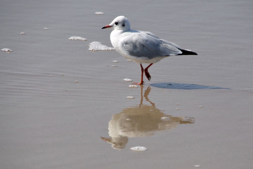 Photograph by Galina Baranovskaja
