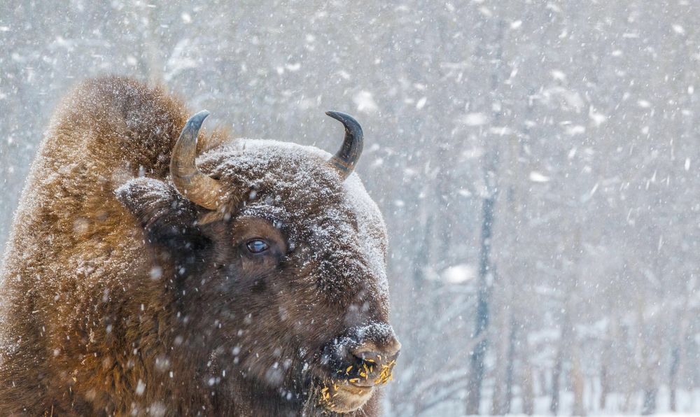 В снежный полдень.