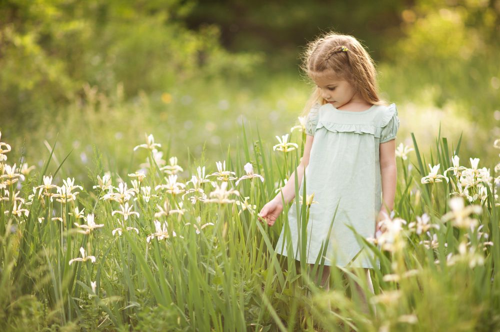 Поле ирисов