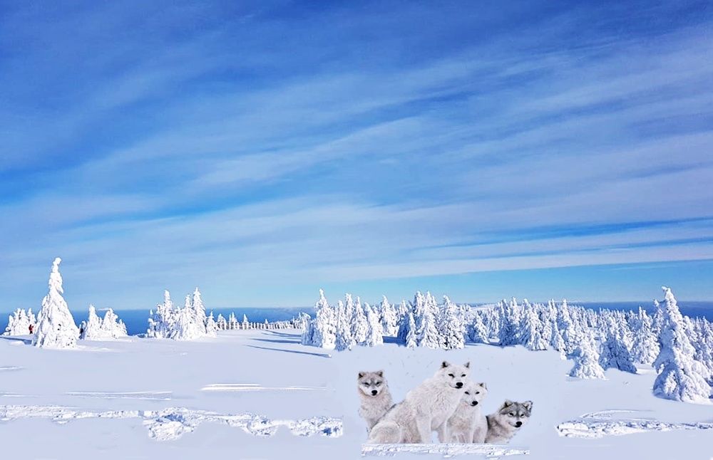 Vukovi zimi na planini