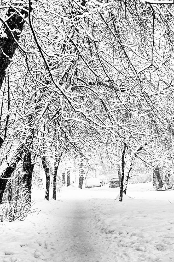 Черно-белая зима
